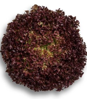 LOLO ROSSA SALAD / LOLLO ROSSO