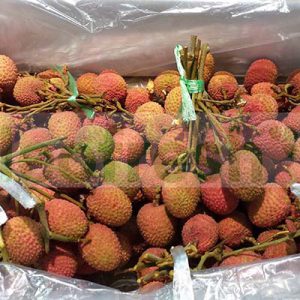 LYCHEE WITH FRESH LEAVES