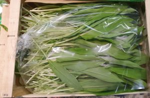 WILD GARLIC LEAVES