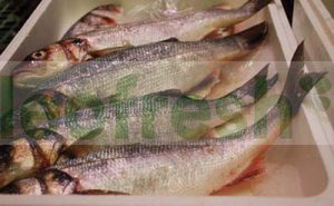 SEABASS FARMED 400/600