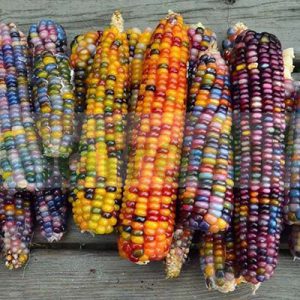 CORN MULTICOLOR CORN X 3.5 KG