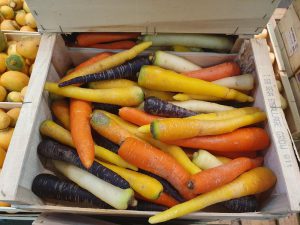 CARROT MULTICOLOR IN LOOSE