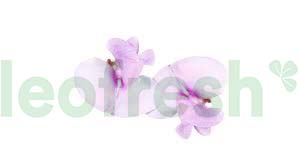 BEAN BLOSSOM 2 X 50 PC