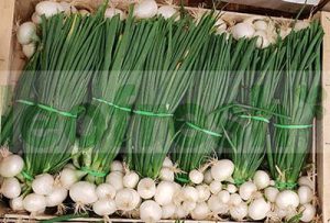SPRING ONION FRESH IN BUNCH