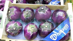 ROUND EGGPLANT PURPLE