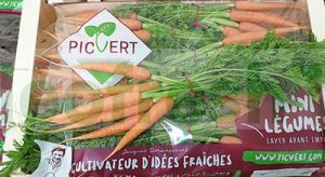 CARROT BABY  ORANGE IN BUNCH