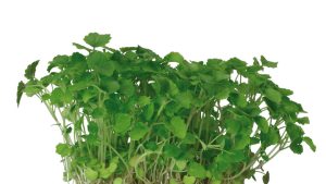 ATSINA CRESS