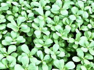 PURSLANE SALAD