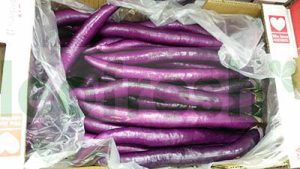 EGGPLANT LONG PURPLE