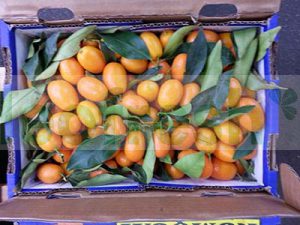 KUMQUAT