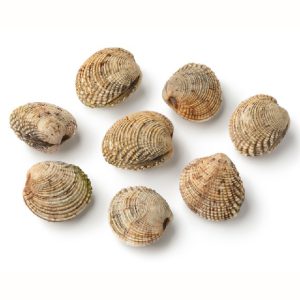 VENUS CLAMS