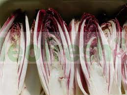 RED CHICORY / RED ENDIVE