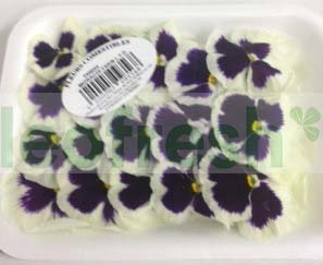 EDIBLE FLOWERS PENSEE