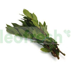 LAUREL - BAY LEAVES