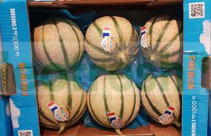 MELON PHILIBON CAL 6