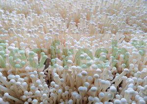ENOKI MUSHROOM X 50 PCS