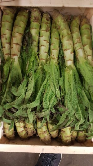 CELTUCE SALADE