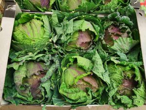 CAULIFLOWER PONTOISE X 6 PCS