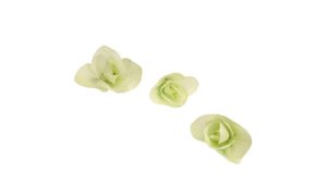 EDIBLE FLOWER FLOREGANO