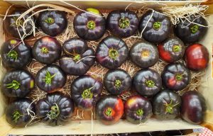 PURPLE TOMATO