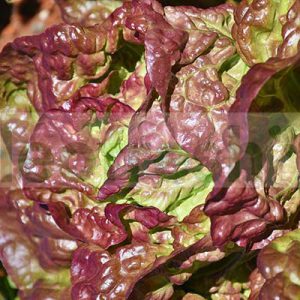 LOLO BIONDA SALAD / / LOLLO BIONDA