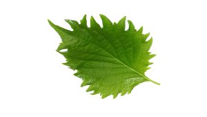 SHISO GREEN LEAVES