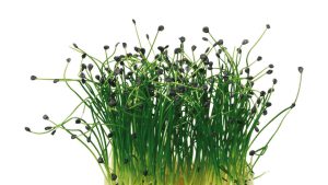 ROCK CHIVES CRESS