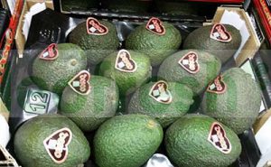 AVOCADO HASS CAL 14