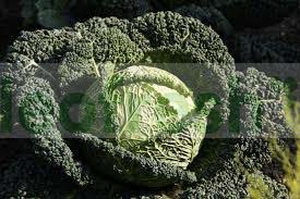 SAVOY CABBAGE