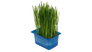 WHEAT GRASS
