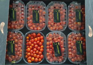 TOMATO TOM BERRY RED