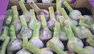 FRESH PURPLE GARLIC