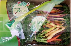 CARROT MULTICORLORED IN BUNCH