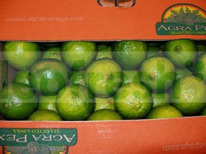 LEMON GREEN CAL 48 BOX