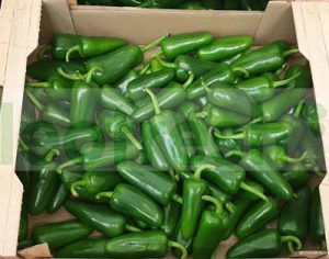 GREEN JALAPENO PEPPER