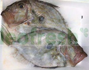 JOHN DORY 2/3