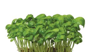 BASIL CRESS