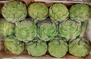 BIG ARTICHOKE CAL 12