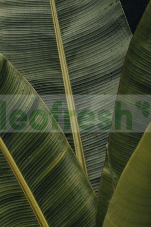 BANANA LONG LEAVES