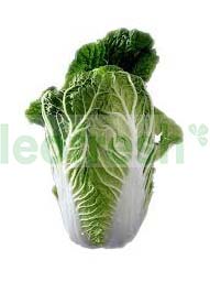 CHINESE CABBAGE
