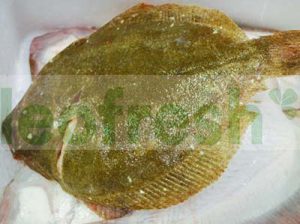 FARMED TURBOT 1-1.5KG