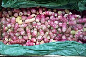OCA OF PERU