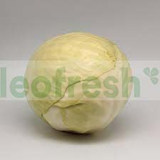 WHITE CABBAGE