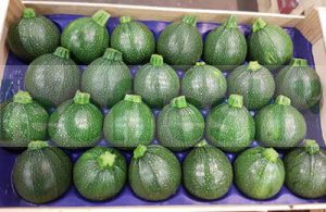 GREEN ZUCCHINI ROUND