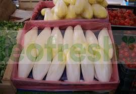 CHICORY WHITE ENDIVE