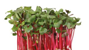 CHILI CRESS