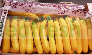 YELLOW ZUCCHINI LONG