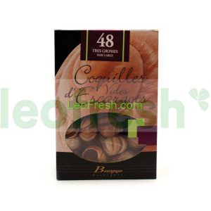 VERY LARGE SNAIL SHELLS X48