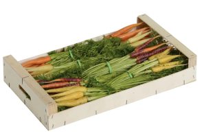 CARROT BABY MULTICOLORED IN BUNCH