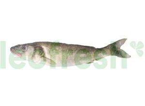 SEABASS LINE CATCH 3/4